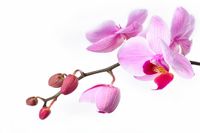 orchideelow